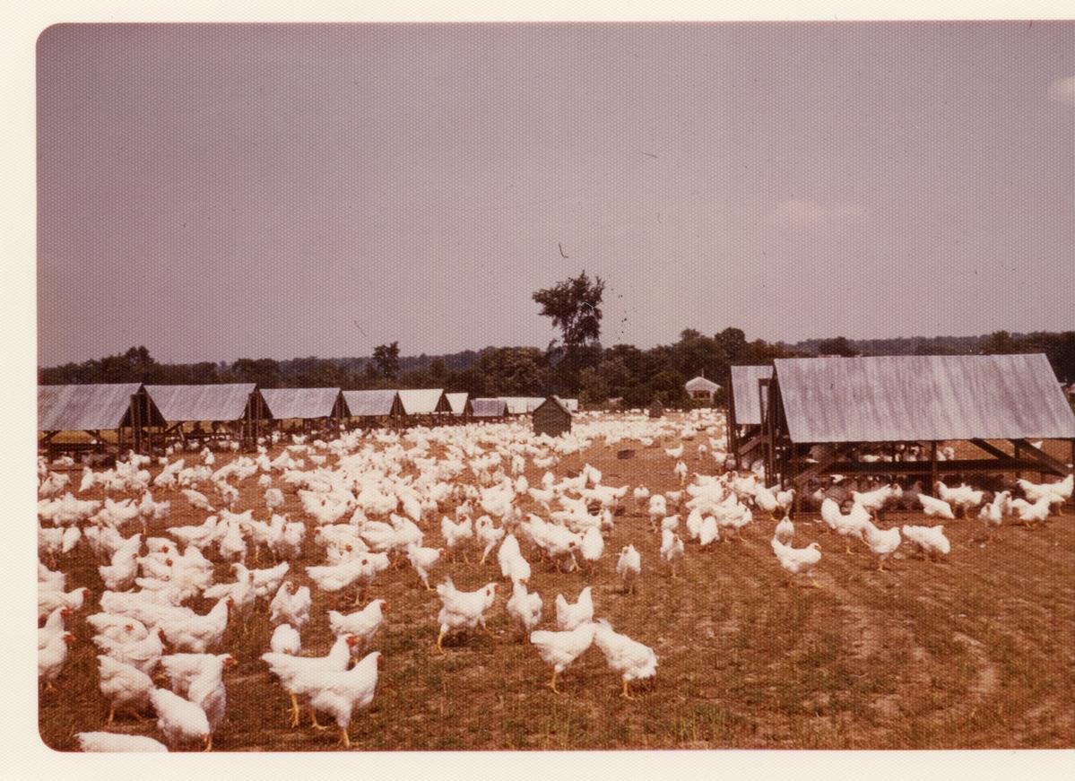 Burnbrae Farms The Vision of Two Local Eastern Ontario Farm Kids